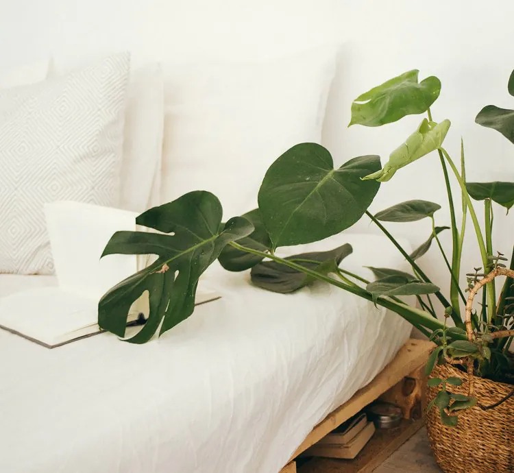 نباتات فاستو لمنزلك