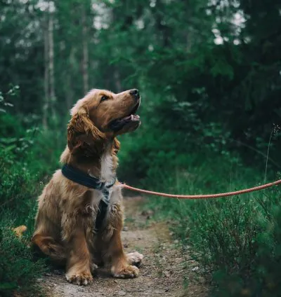 مجموعة صور حيوانات رائعة