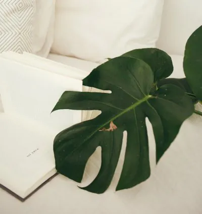 نباتات فاستو لمنزلك